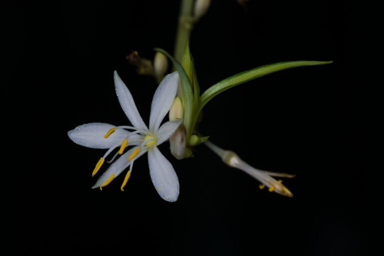 Chlorophytum comosum flos