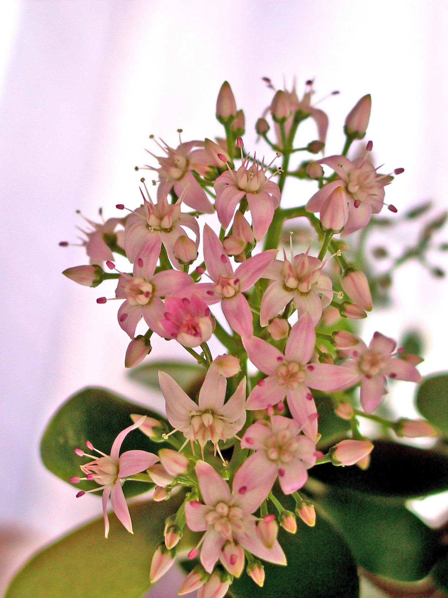 Crassula ovata