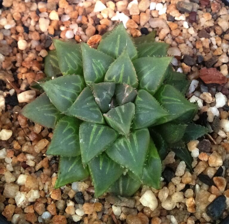 Haworthia mirabilis in cultivation 6