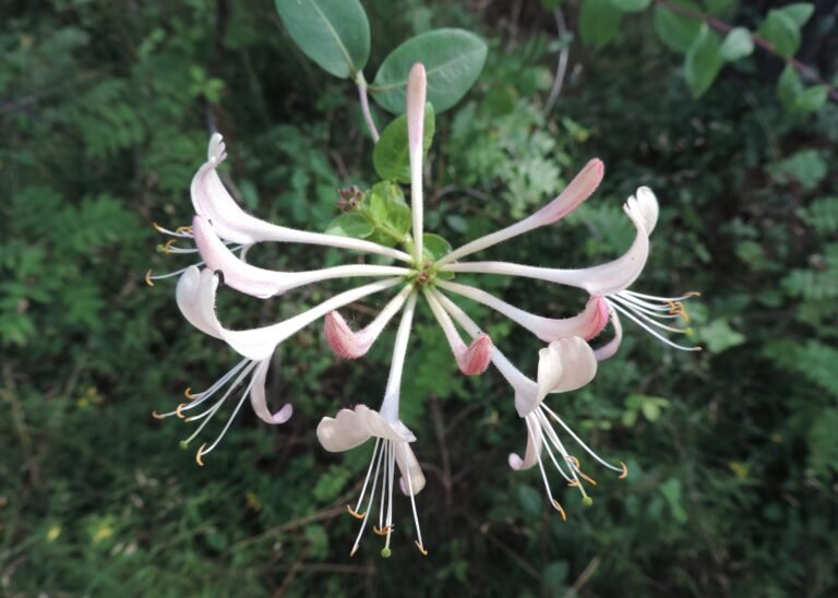 Lonicera periclymenum kz13