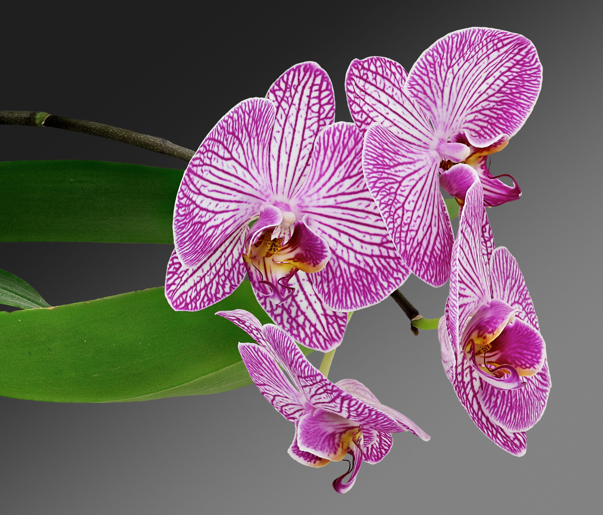 Blühende Orchidee (Orchidaceae)