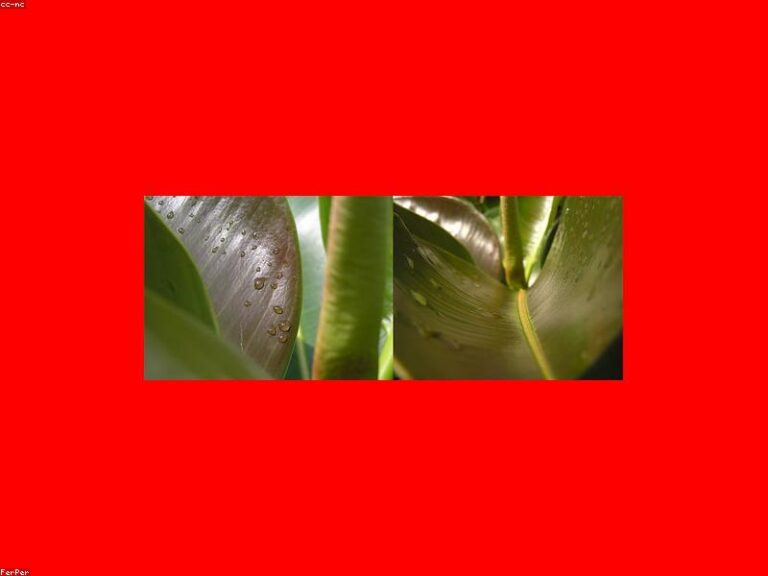 Gruenpflanzen 7