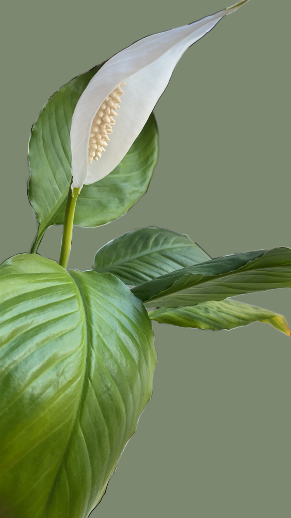 Friedenslilie (Spathiphyllum): Eleganz mit luftreinigender Wirkung