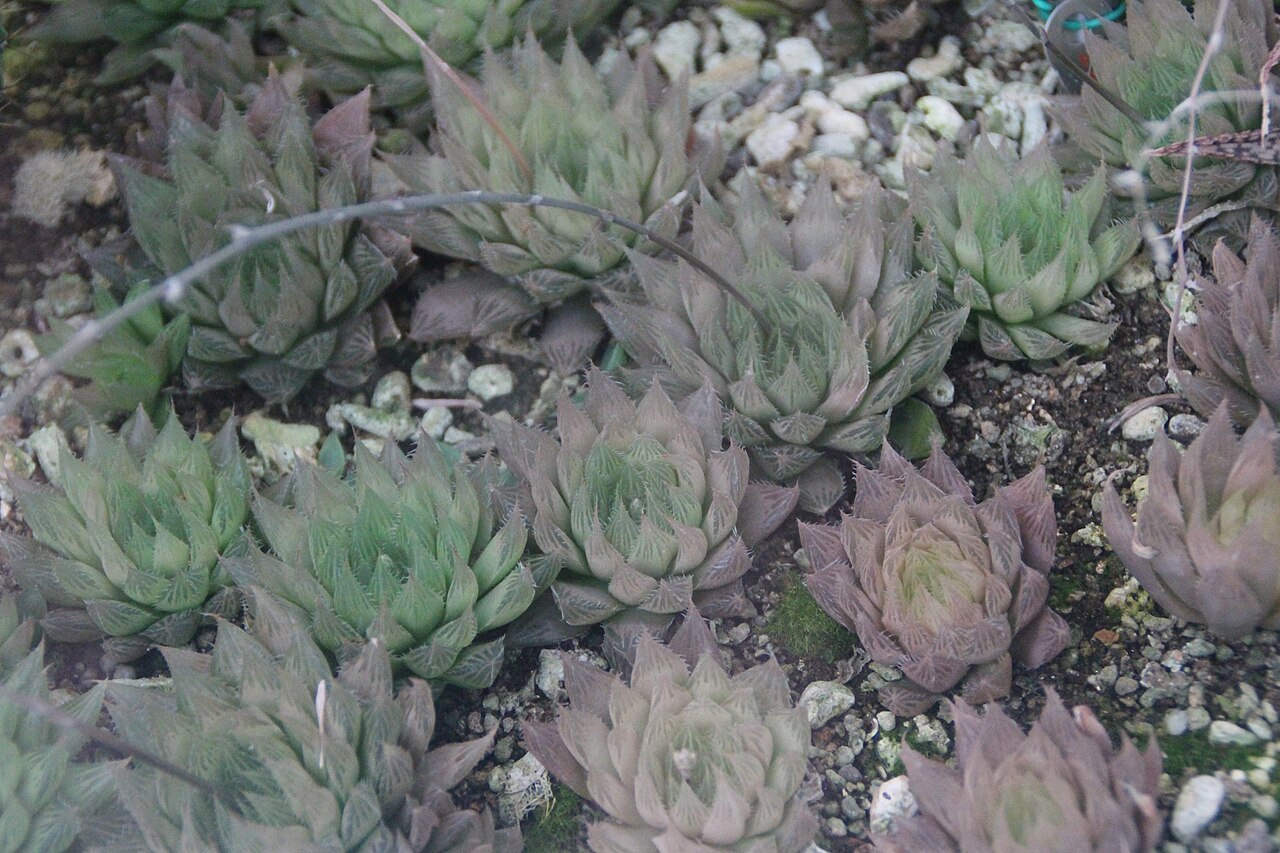 Haworthia