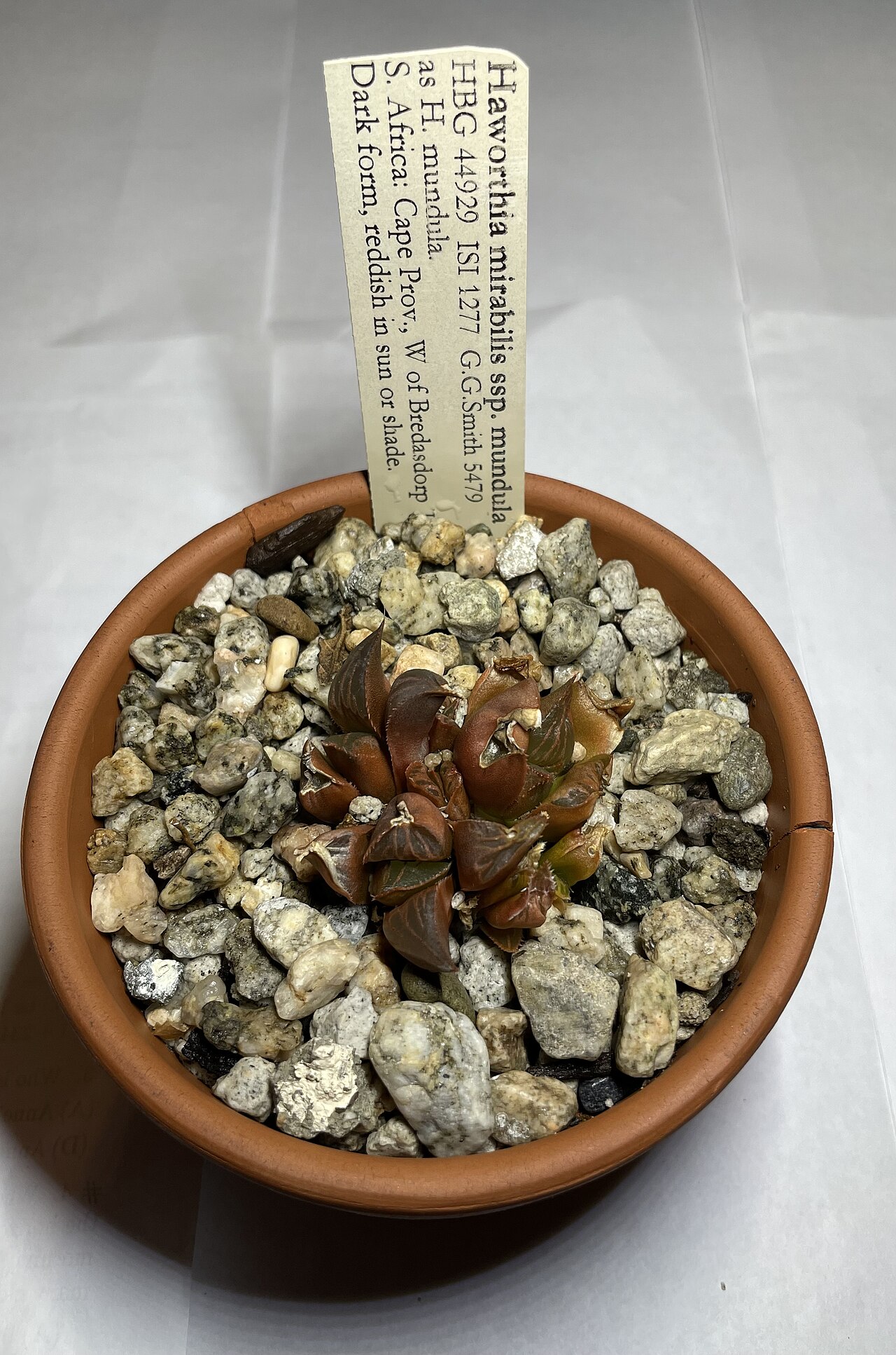 Haworthia