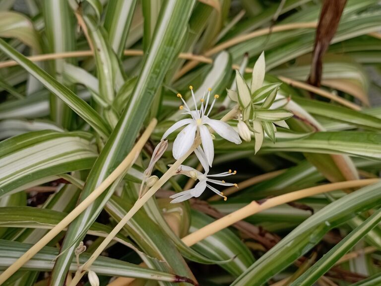 Grünlilie (Chlorophytum)