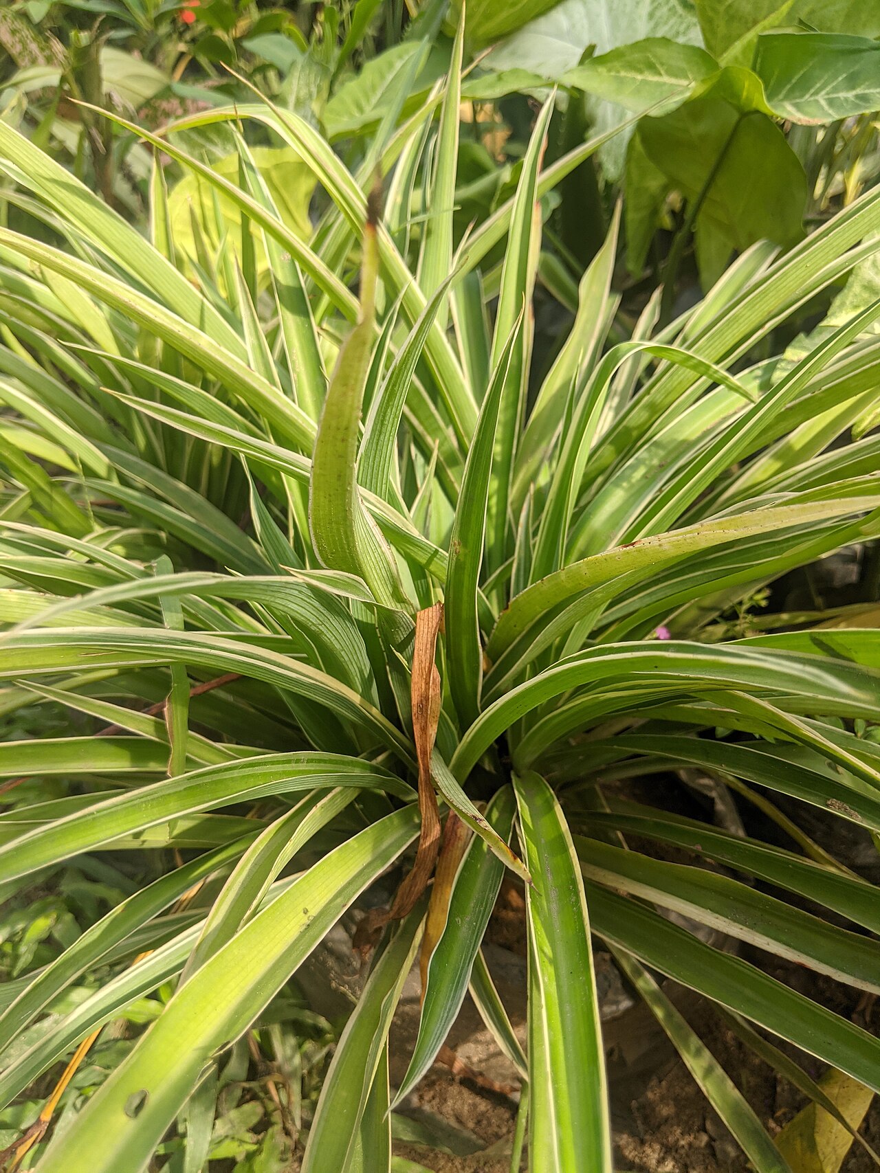 Grünlilie (Chlorophytum)