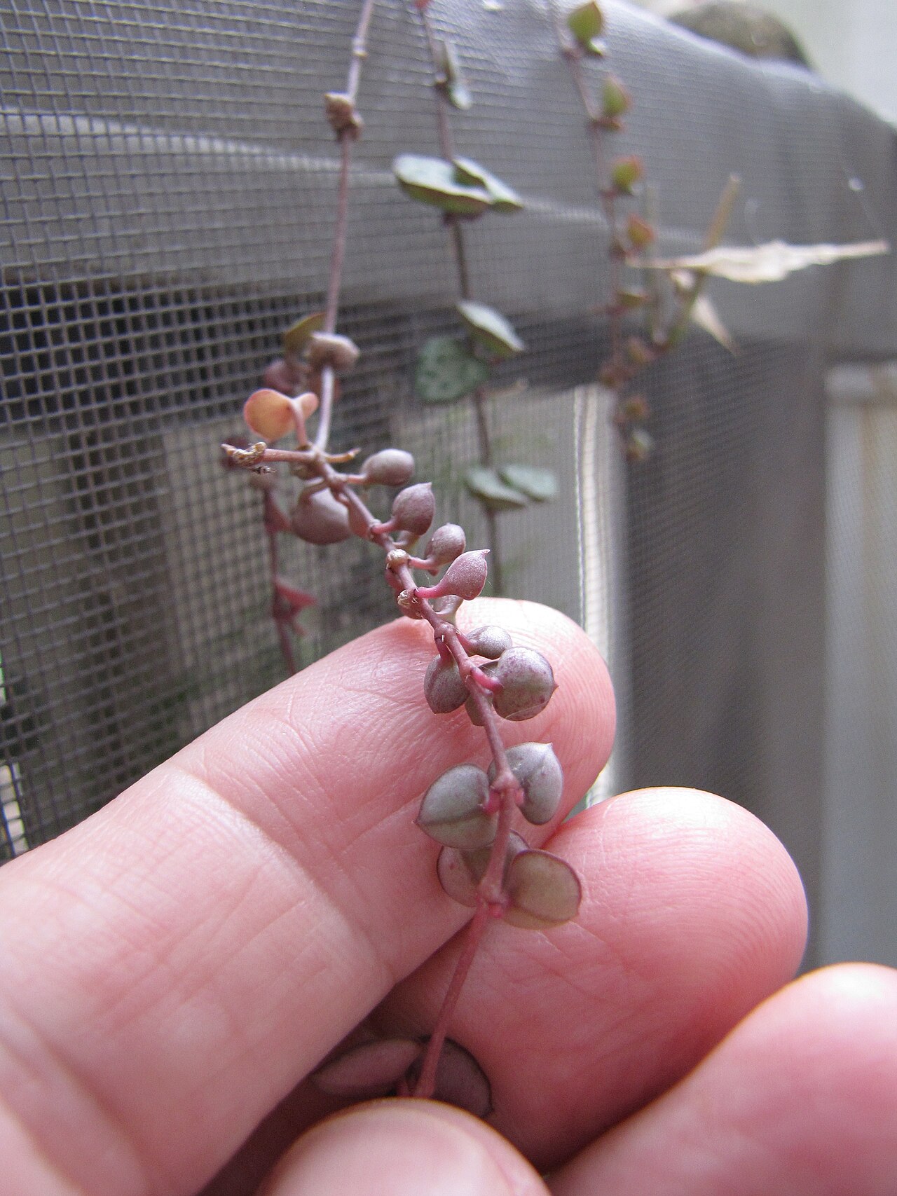 Leuchterblume (Ceropegia woodii)