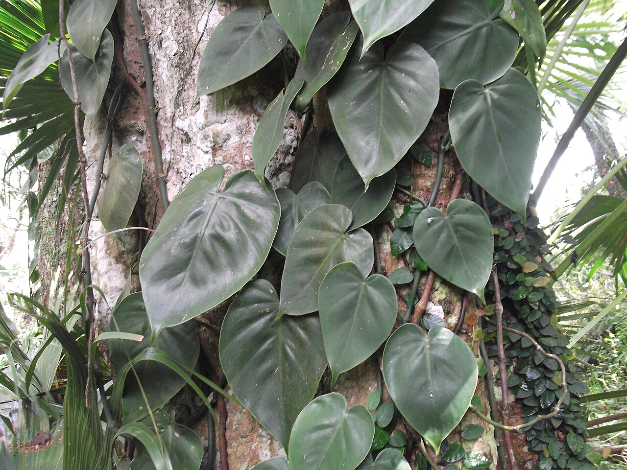 Philodendron scandens