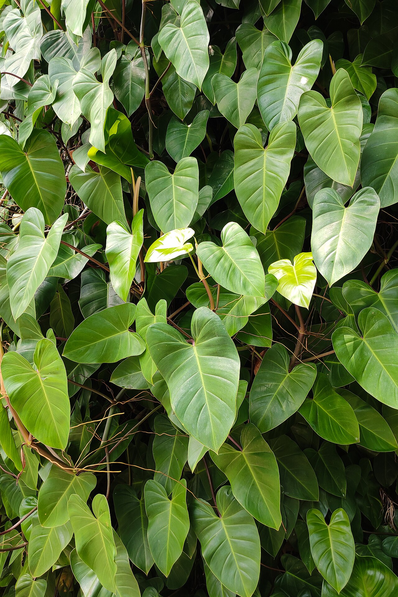 Philodendron scandens