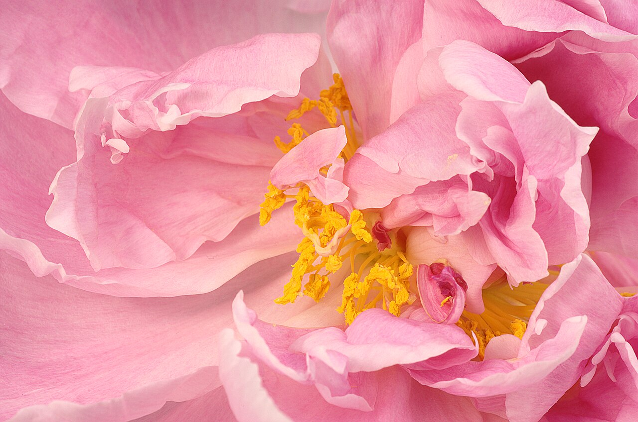 Pfingstrose (Paeonia)
