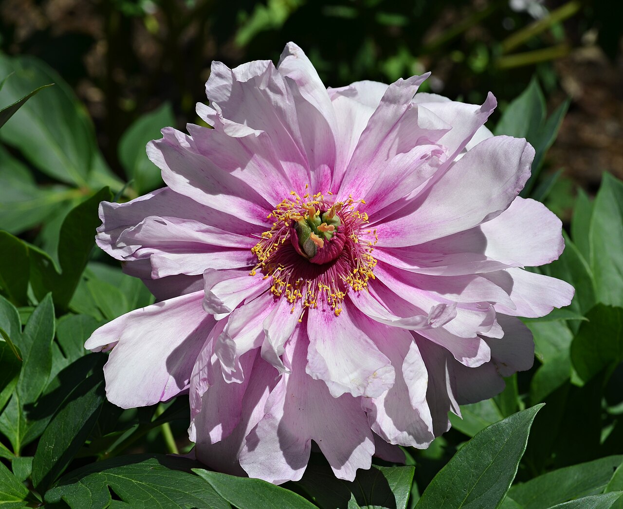 Pfingstrose (Paeonia)
