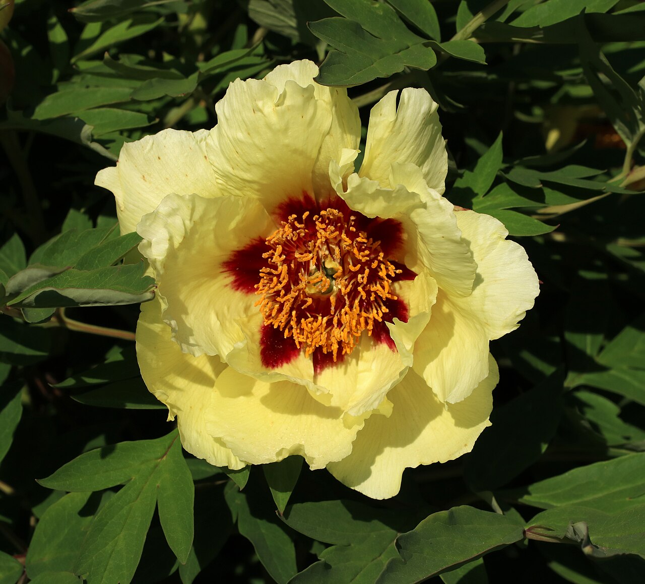 Pfingstrose (Paeonia)