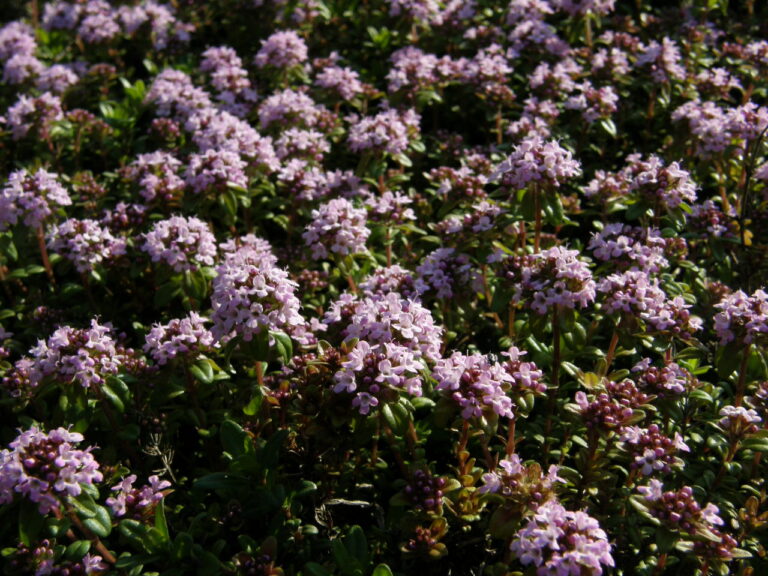 Thymian