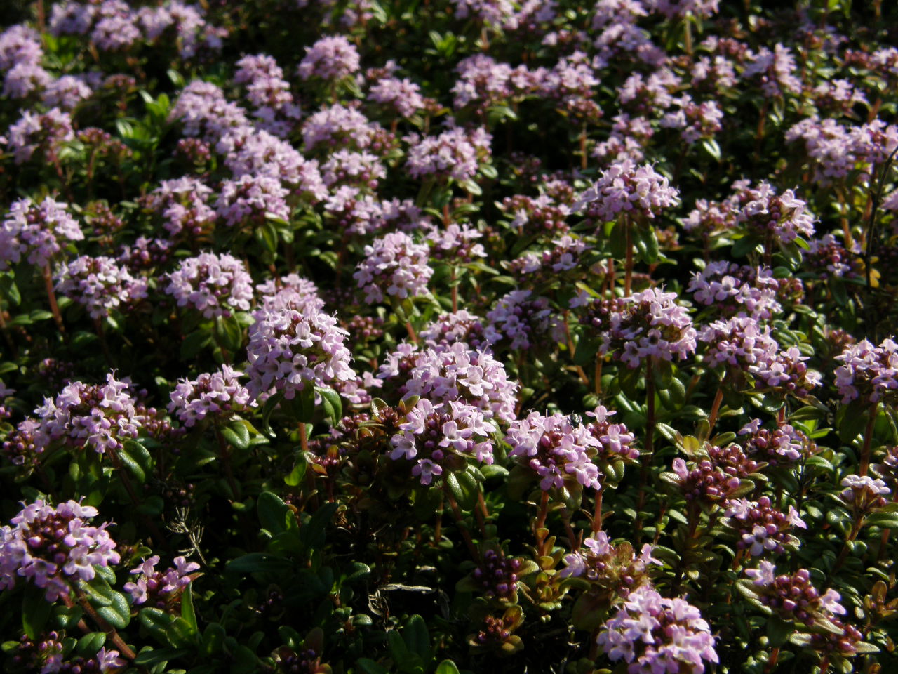 Thymian