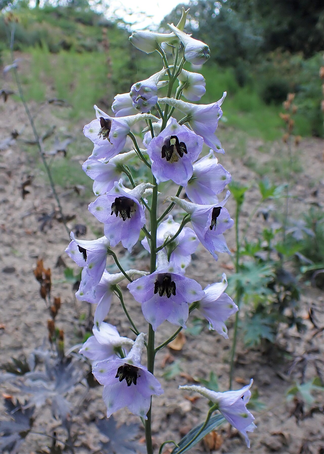 Rittersporn (Delphinium)