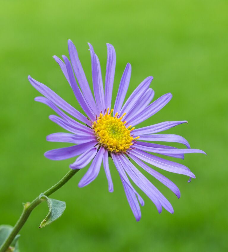 Aster