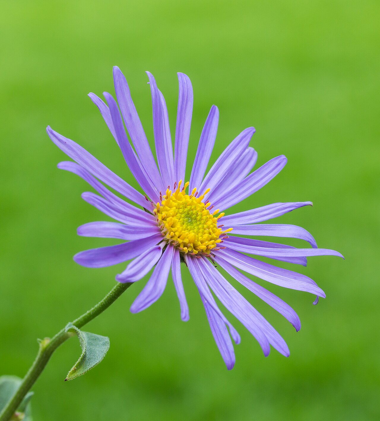 Aster