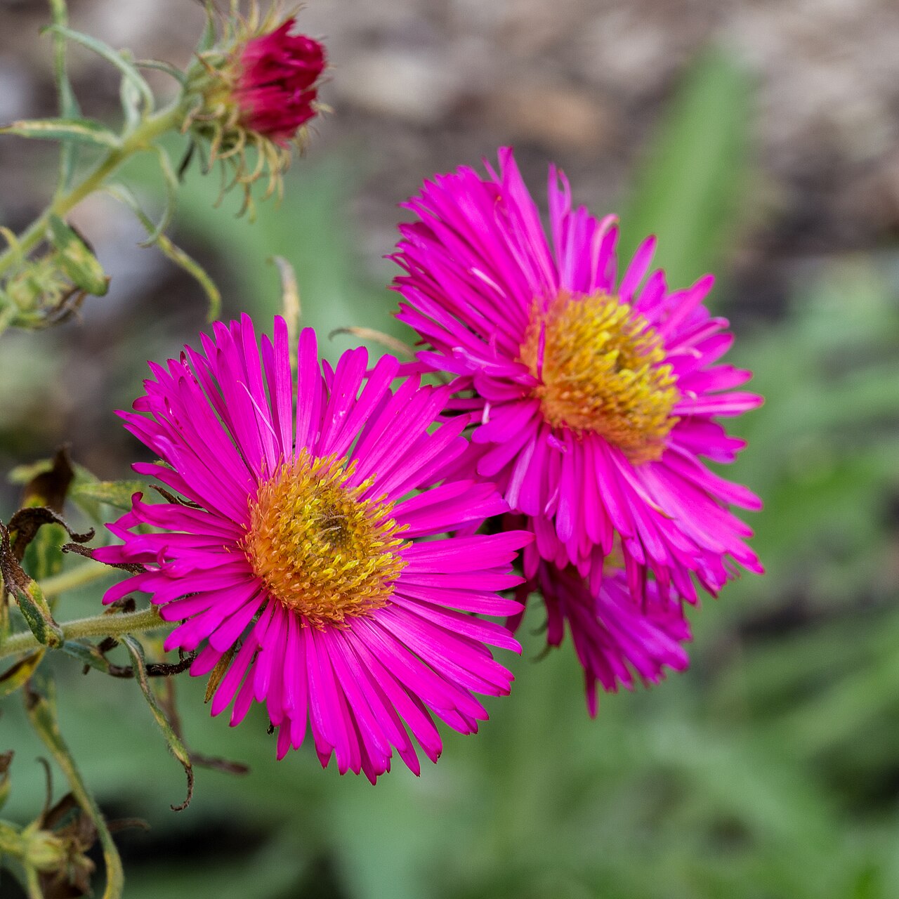 Aster