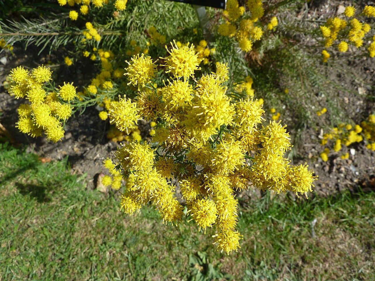 Aster
