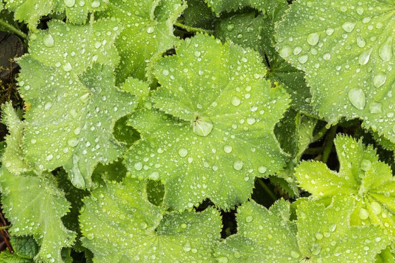 Frauenmantel (Alchemilla mollis)