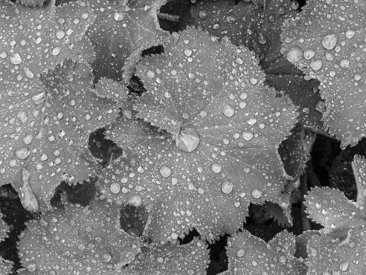 Frauenmantel (Alchemilla mollis)