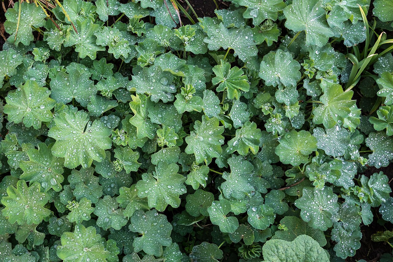 Frauenmantel (Alchemilla mollis)