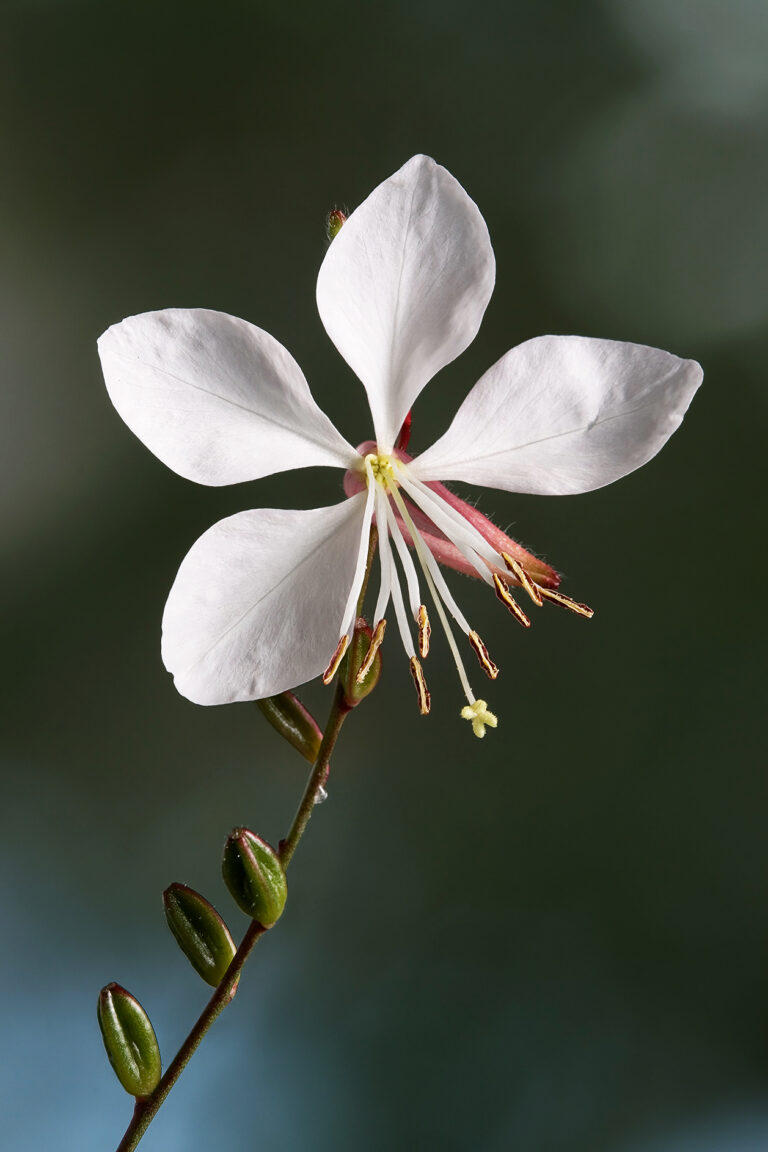 Prachtkerze (Gaura lindheimeri)