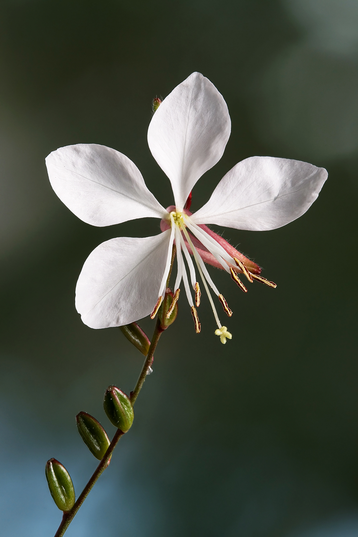 Prachtkerze (Gaura lindheimeri)
