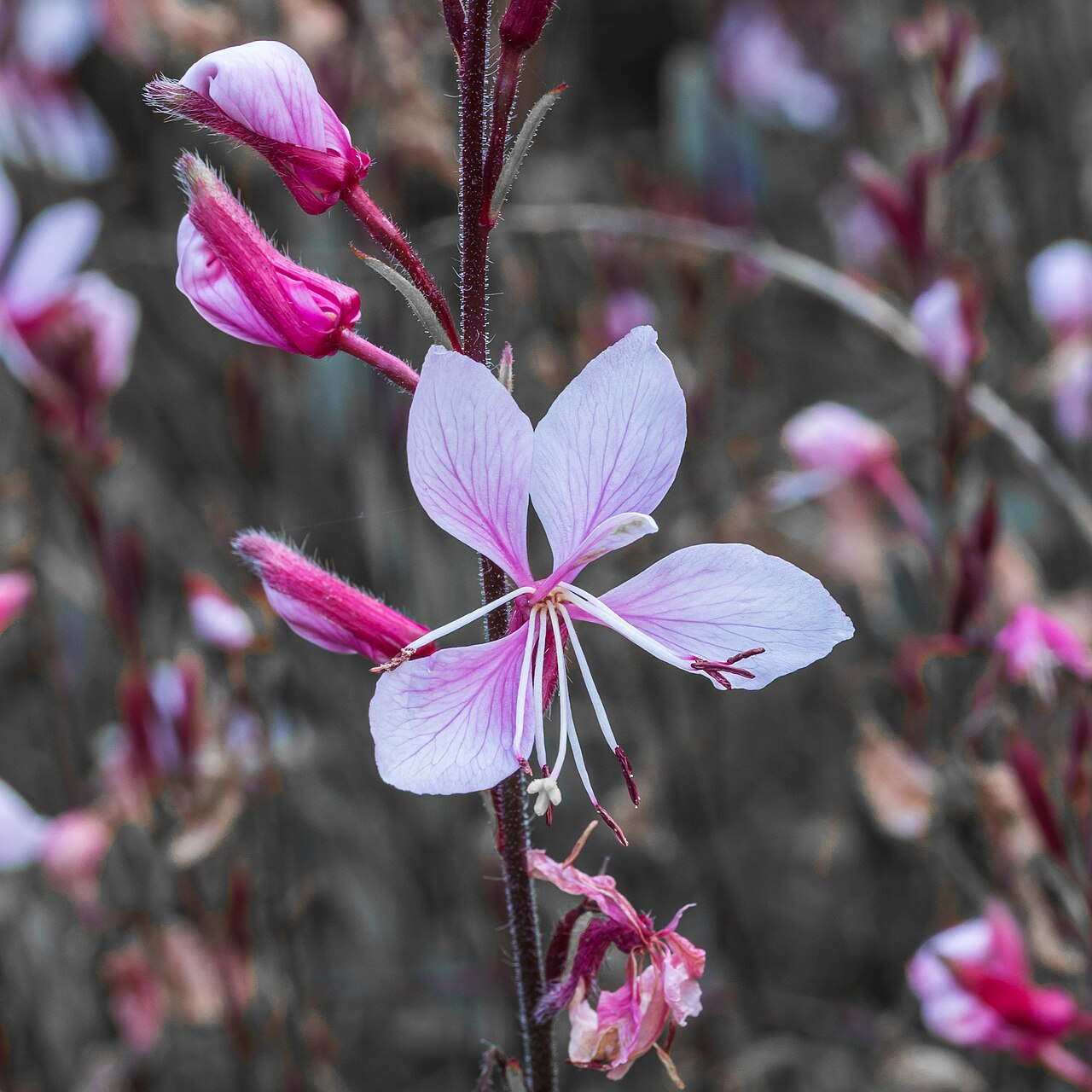 Prachtkerze (Gaura lindheimeri)