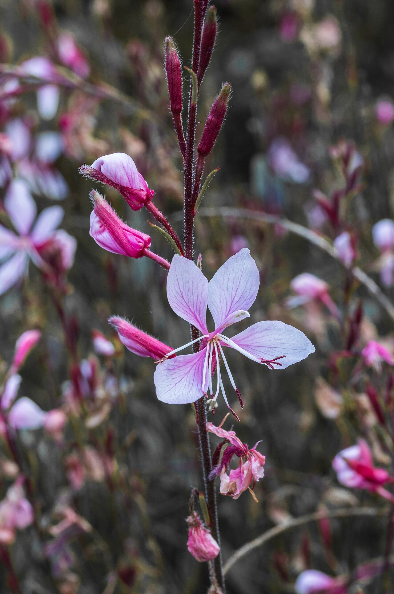 Prachtkerze (Gaura lindheimeri)