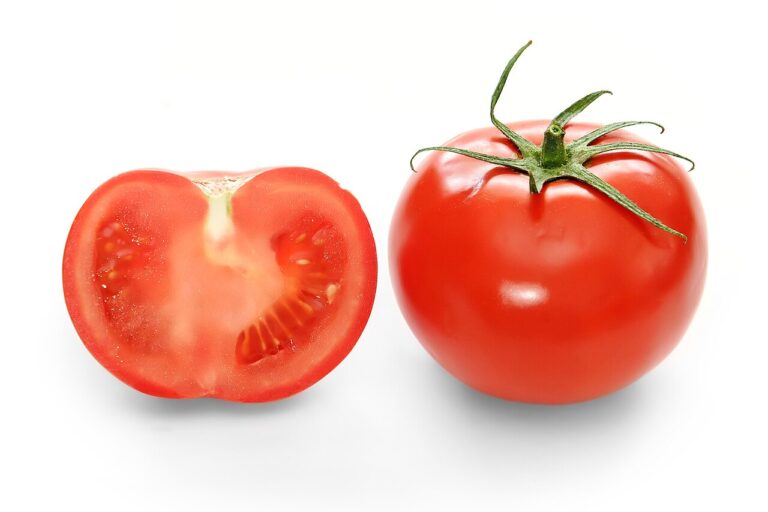 Tomatenpflanze im Garten