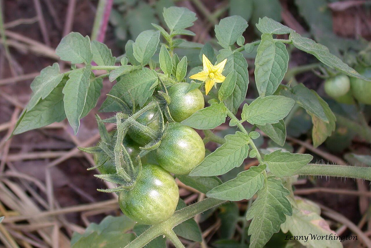 Tomatenpflanze im Garten