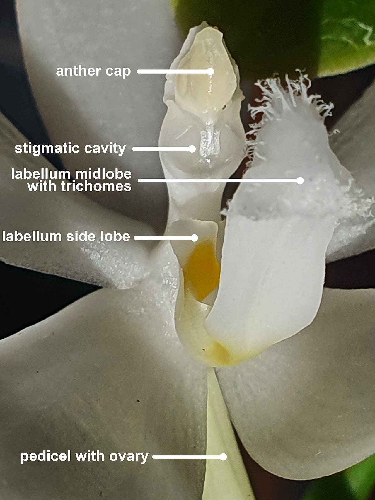 Orchidee