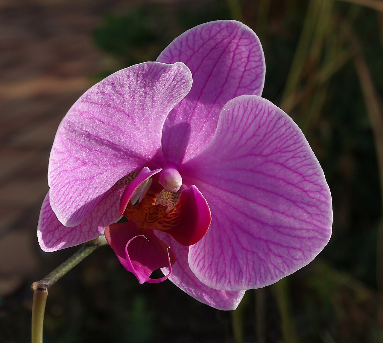 Orchidee