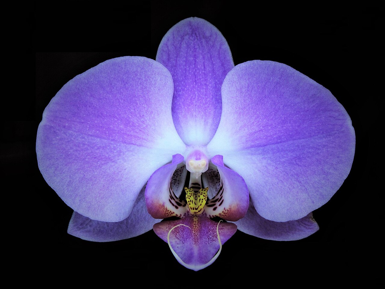 Orchidee