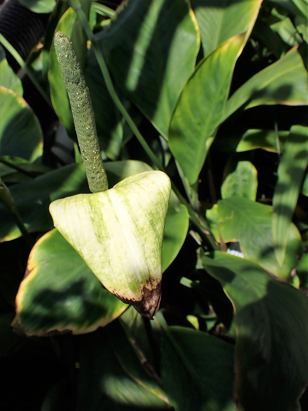 Friedenslilie (Spathiphyllum)