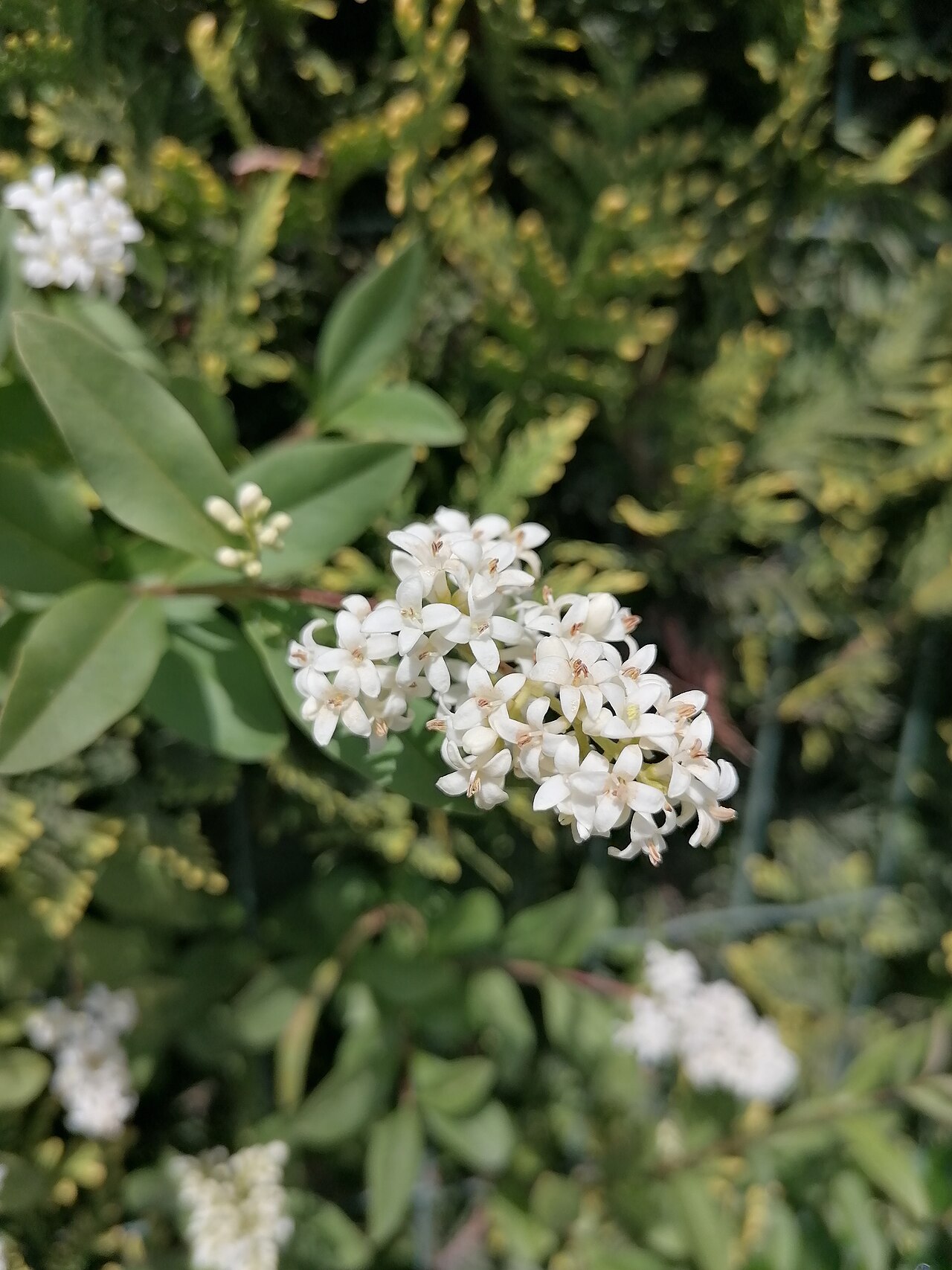 Liguster (Ligustrum vulgare)
