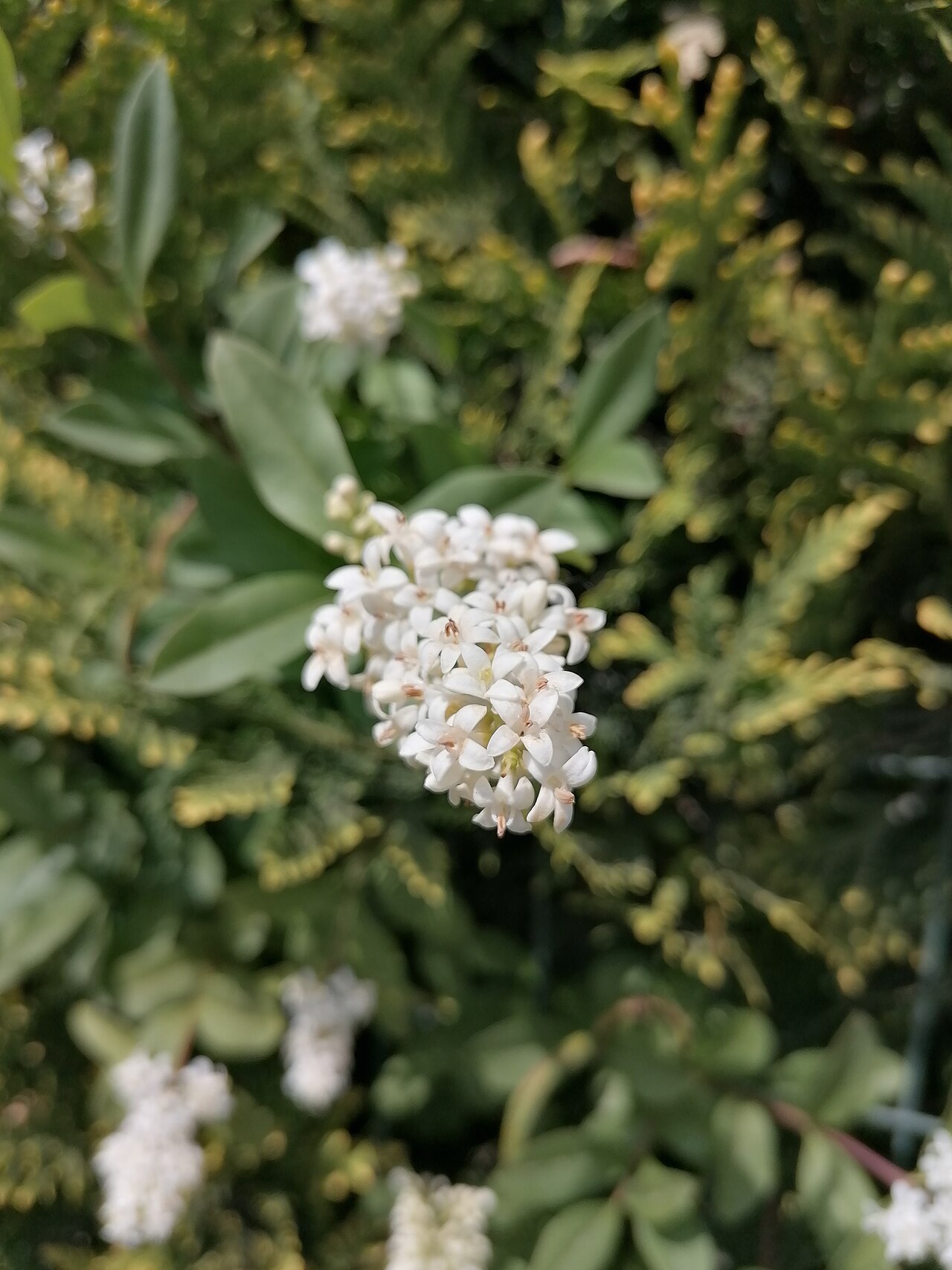 Liguster (Ligustrum vulgare)