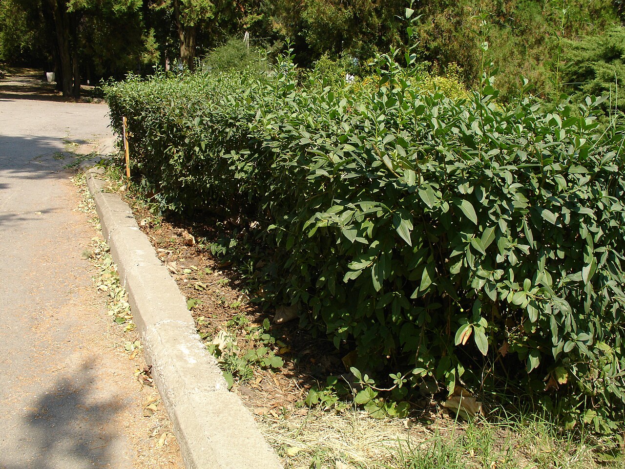 Liguster (Ligustrum vulgare)