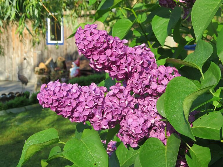 Flieder (Syringa vulgaris)