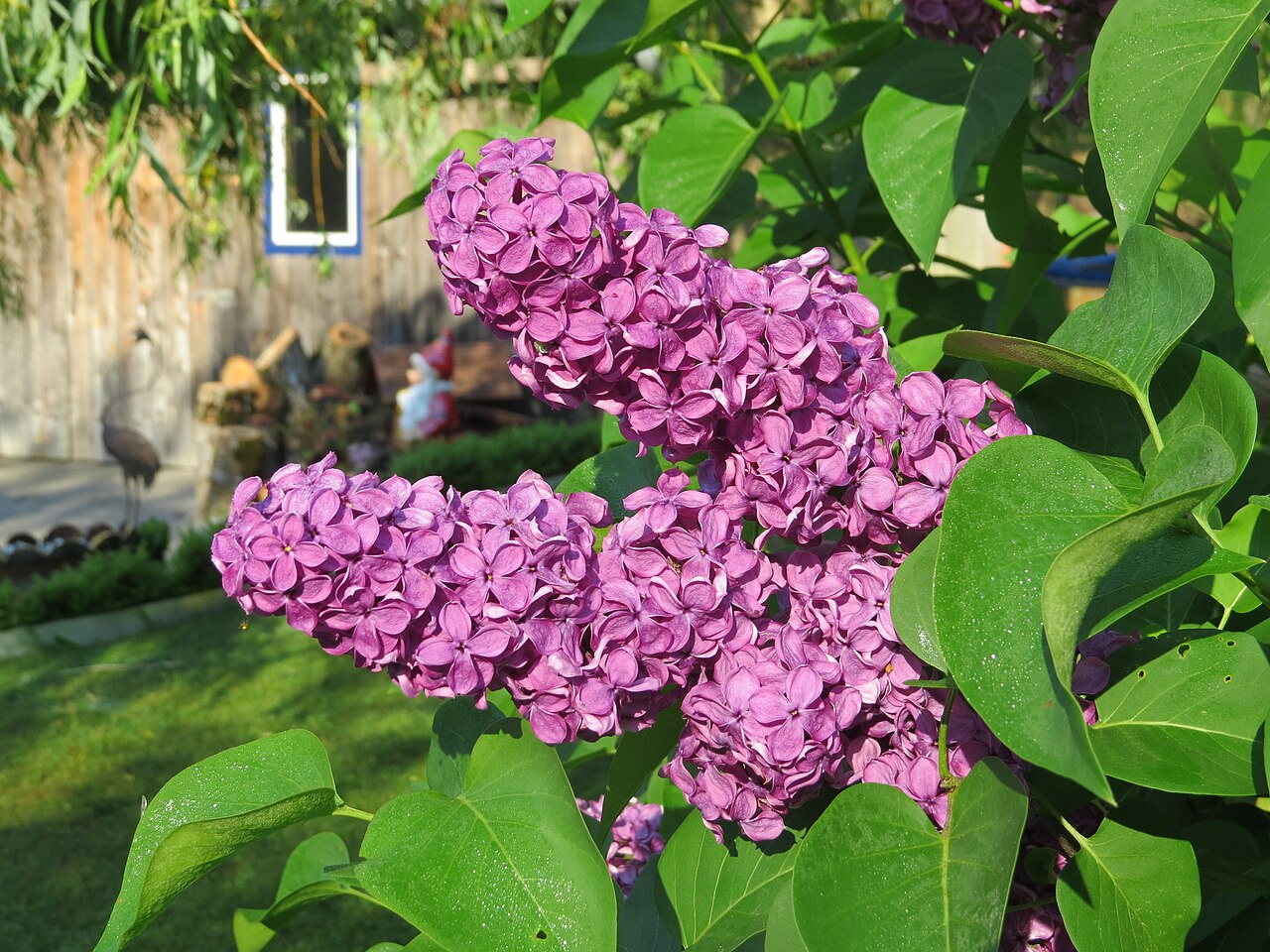 Flieder (Syringa vulgaris)