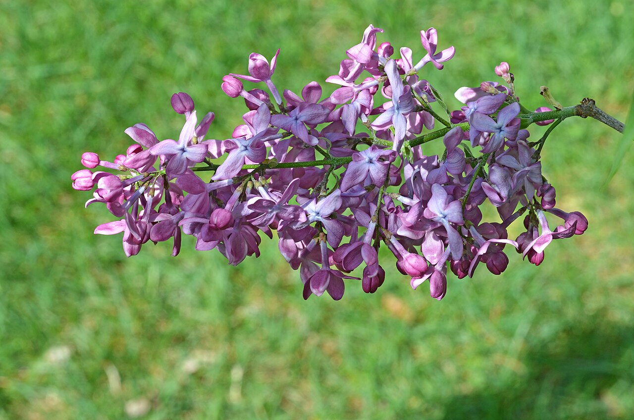 Flieder (Syringa vulgaris)
