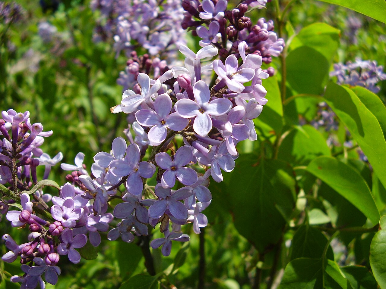 Flieder (Syringa vulgaris)