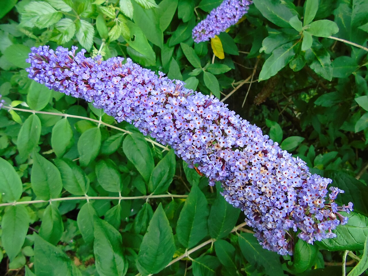 Sommerflieder (Buddleja davidii)