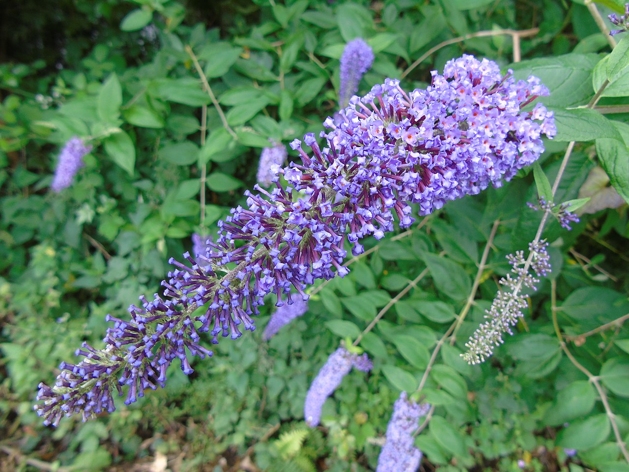 Sommerflieder (Buddleja davidii)