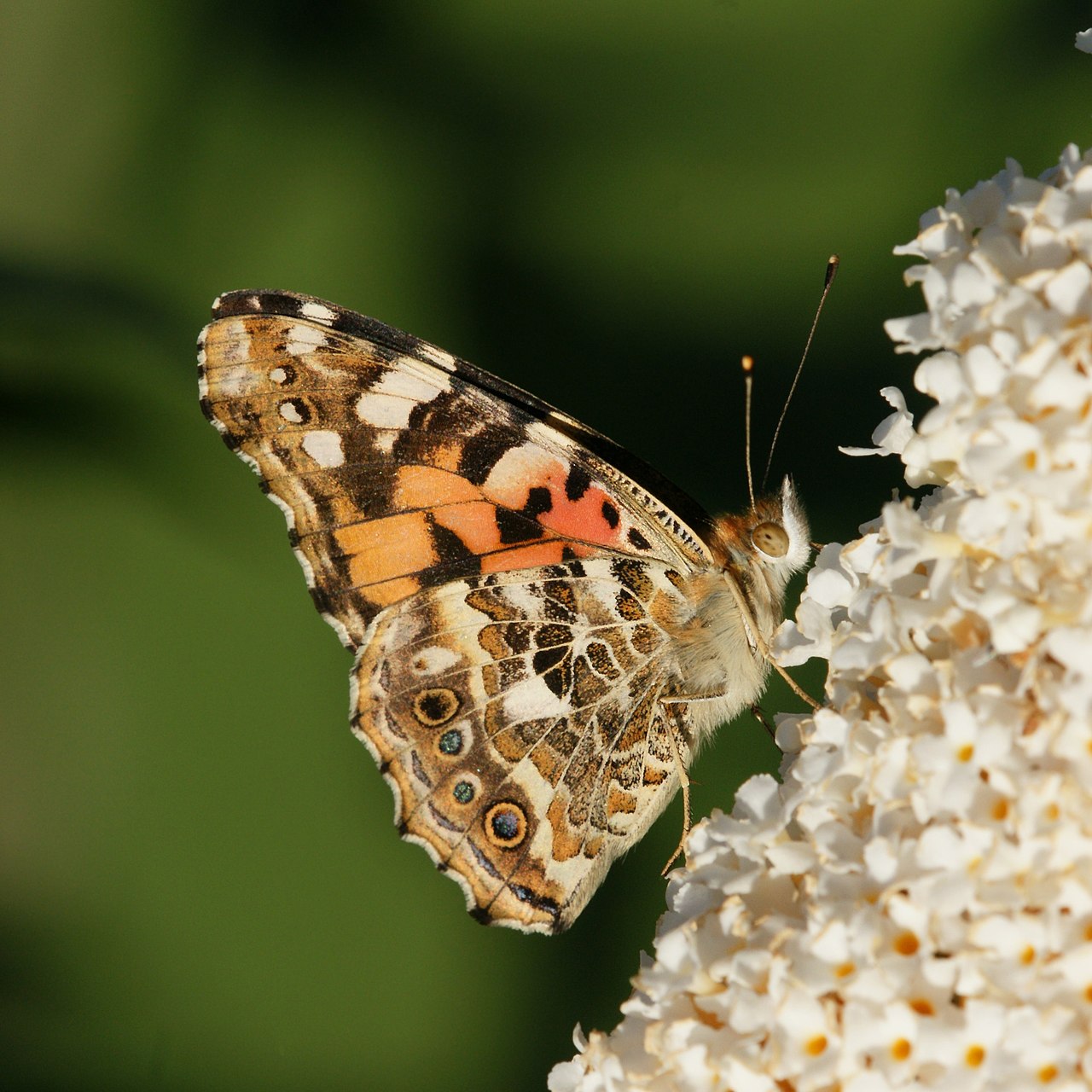 Sommerflieder (Buddleja davidii)