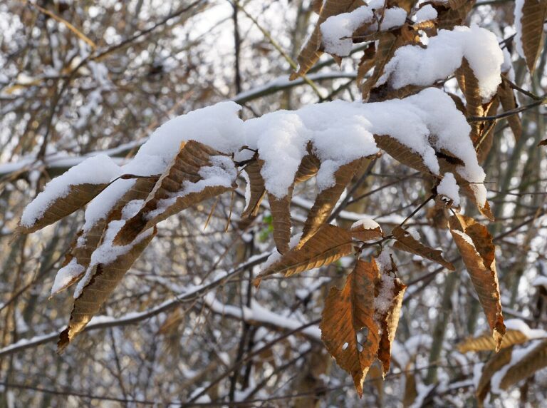 Hainbuche (Carpinus betulus)