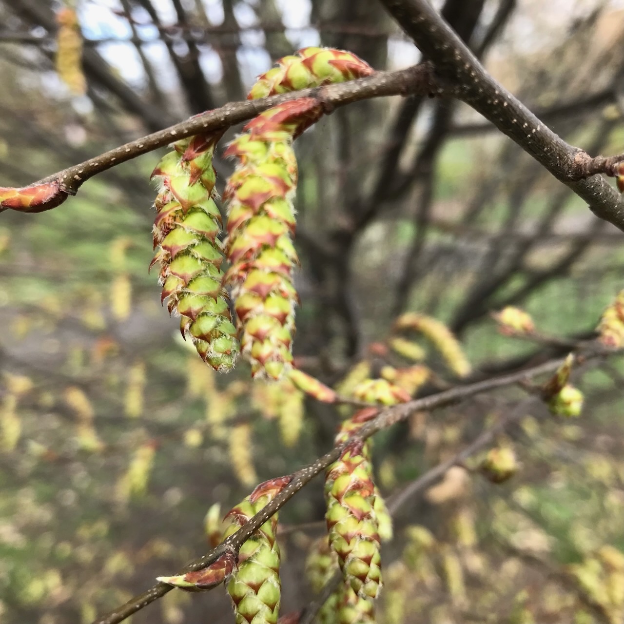Hainbuche (Carpinus betulus)