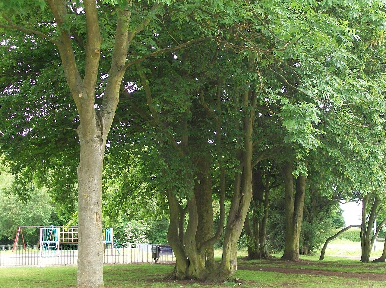 Hainbuche (Carpinus betulus)